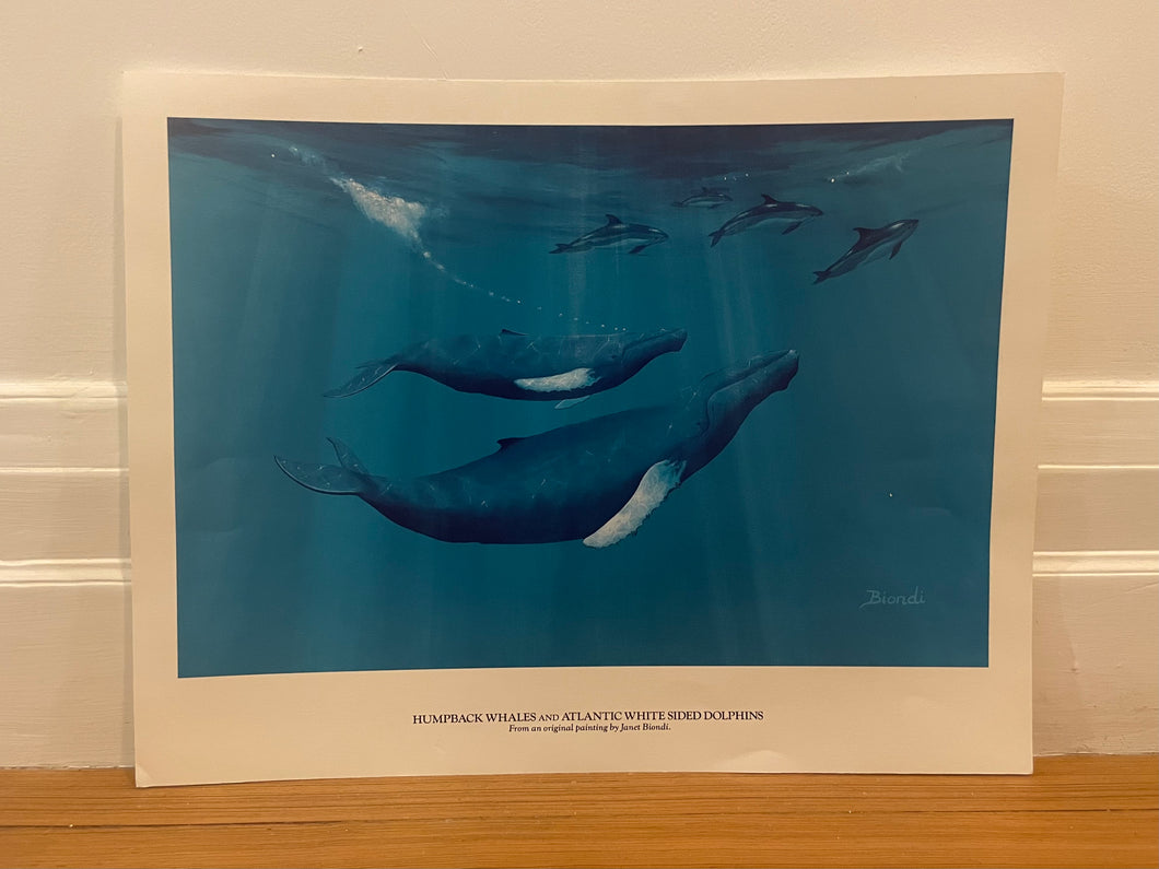 Poster of Humpback Whales and Atlantic White Sided Dolphins