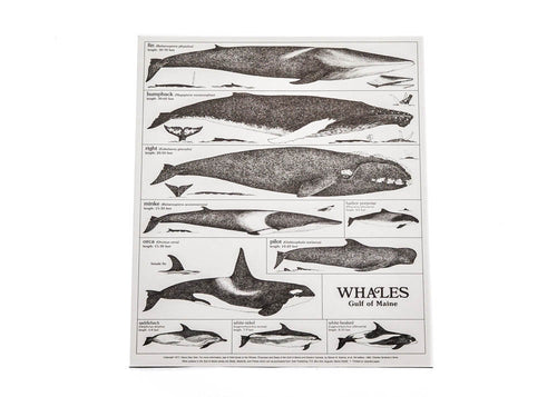 Whales of the Gulf of Maine Poster (Limited Edition)